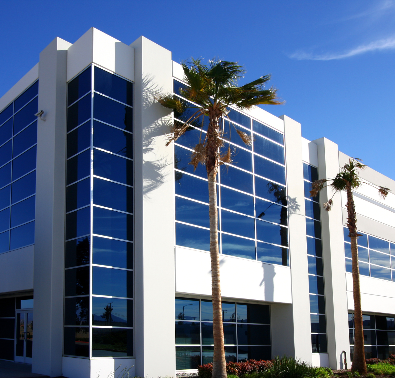 Large white commercial building with big windows and a palm tree in the front