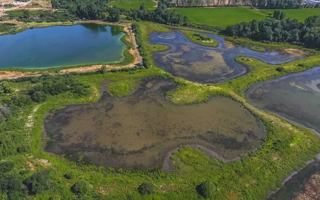 Go Green with Constructed Wetlands: How They Clean and Conserve Wastewater